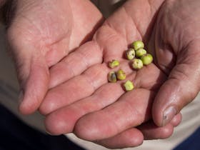 Green Native Muntries held by Uncle Ken of Bush Adventures