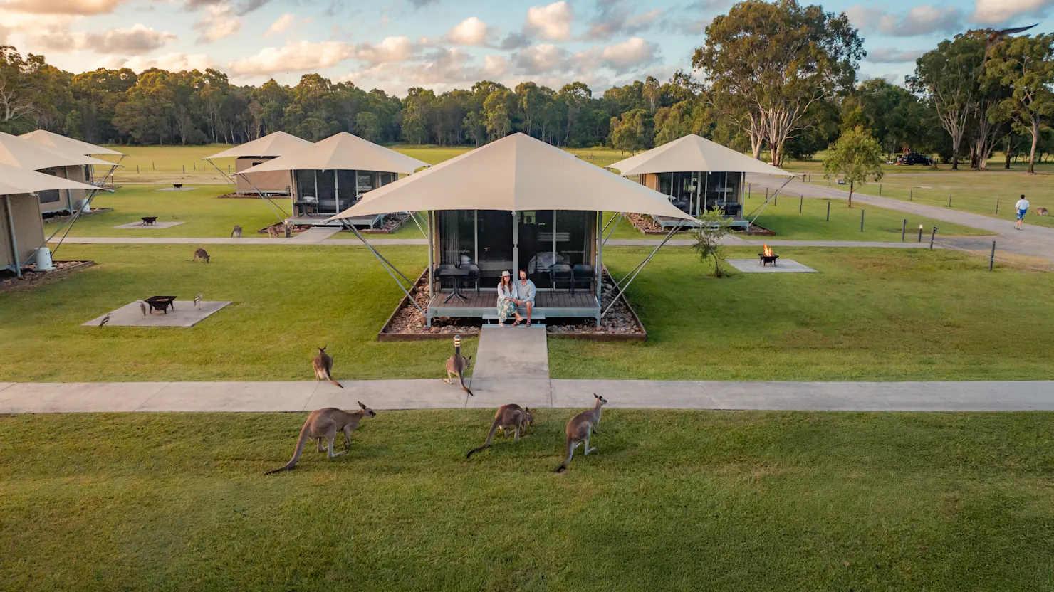 Paperbark Glamping with kangaroos