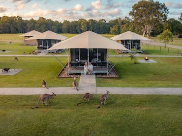 Paperbark Glamping with kangaroos