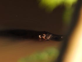 Platypus that live in our river