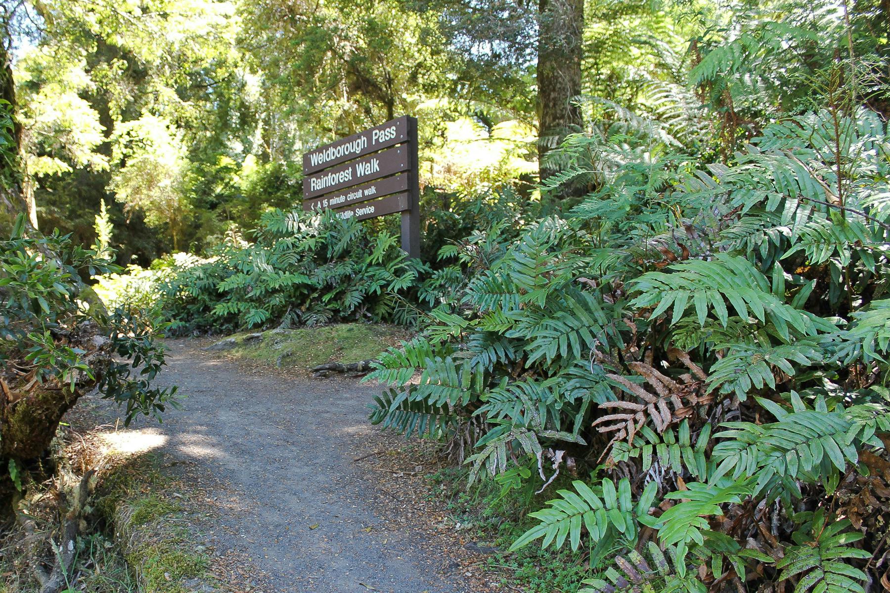 Weldborough Pass Rainforest Walk