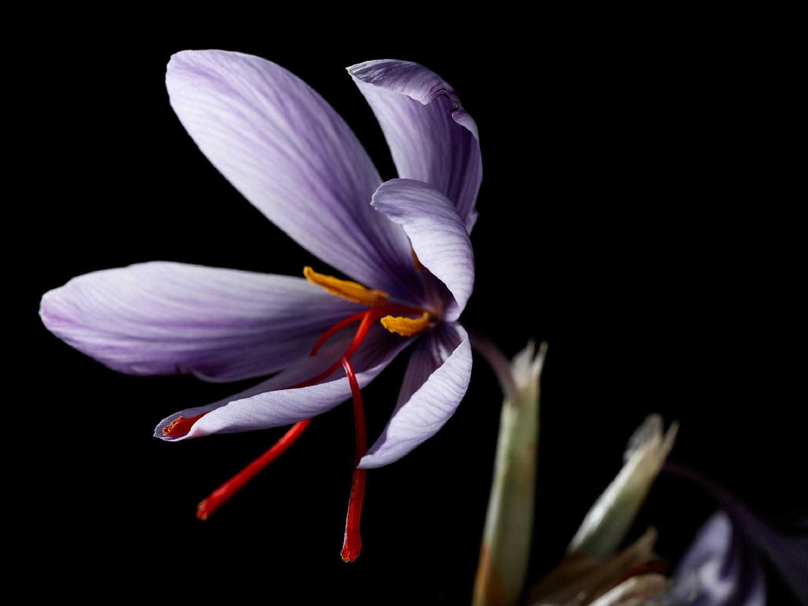 Red saffron threads protruding from lilac saffron flower