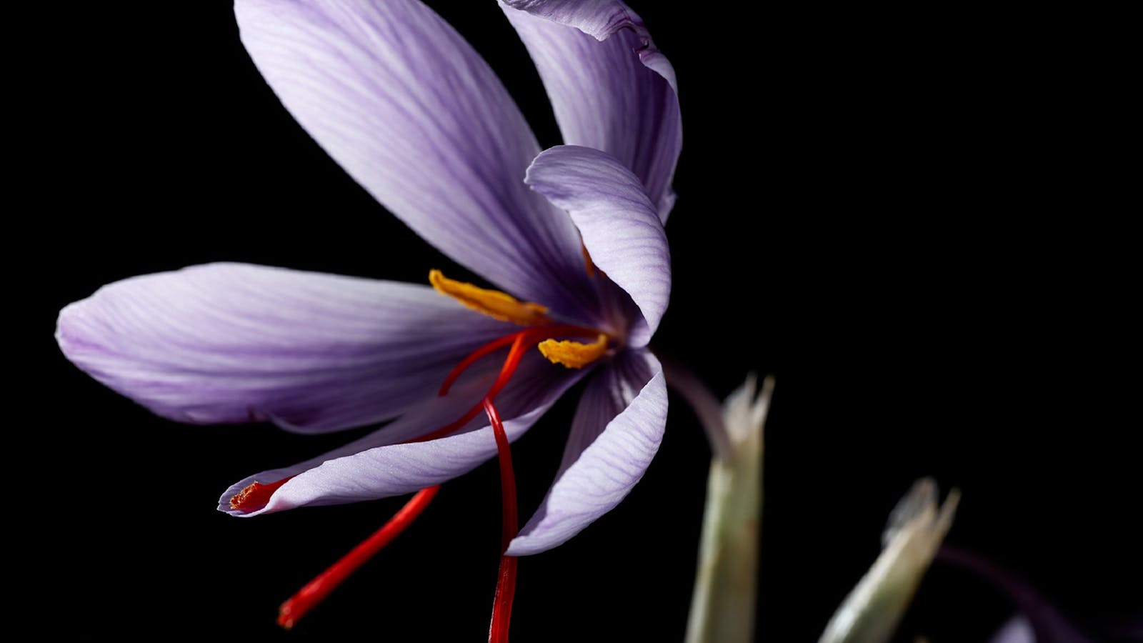 Flowering saffron bulb