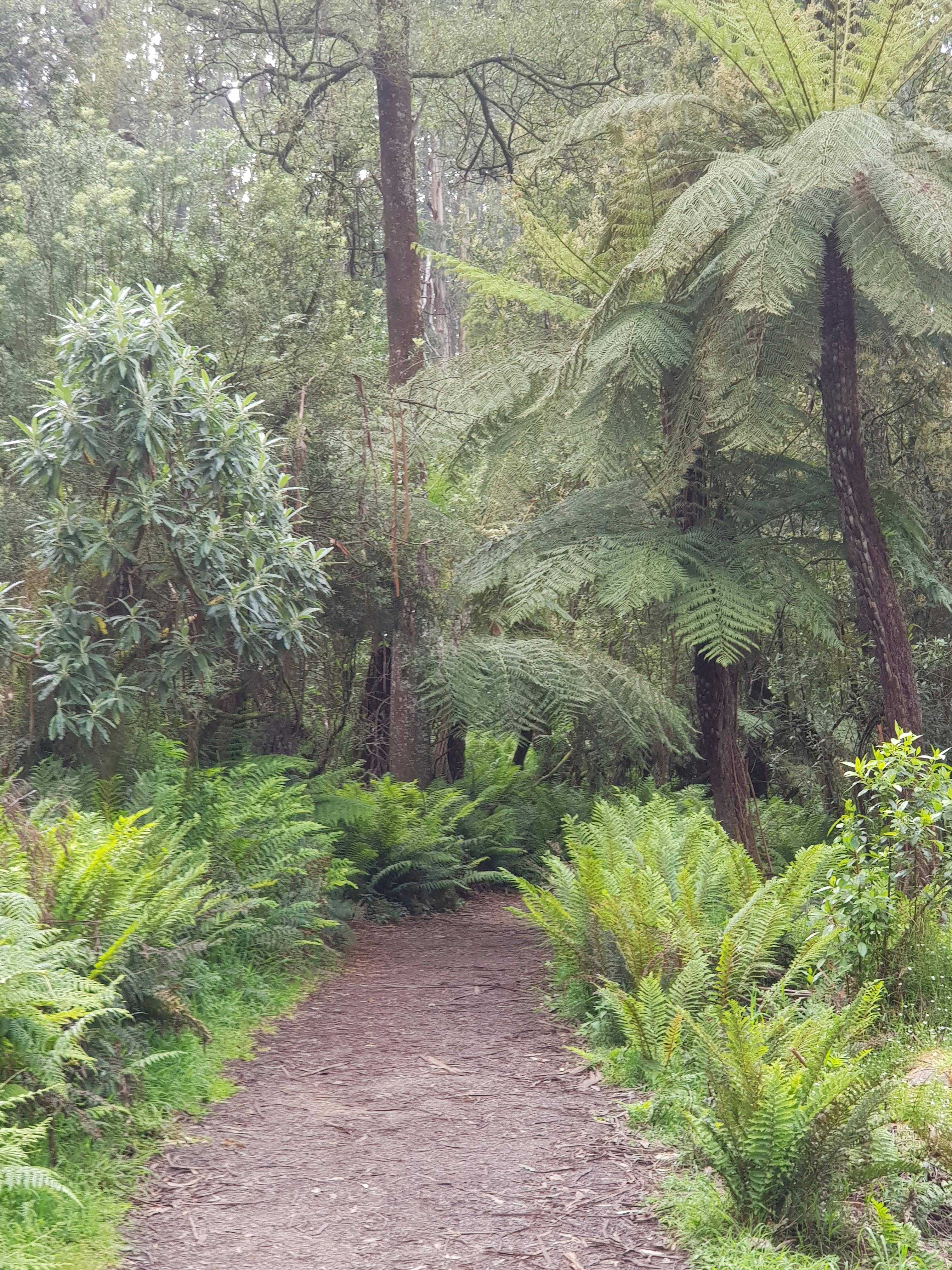 Dandenong Ranges