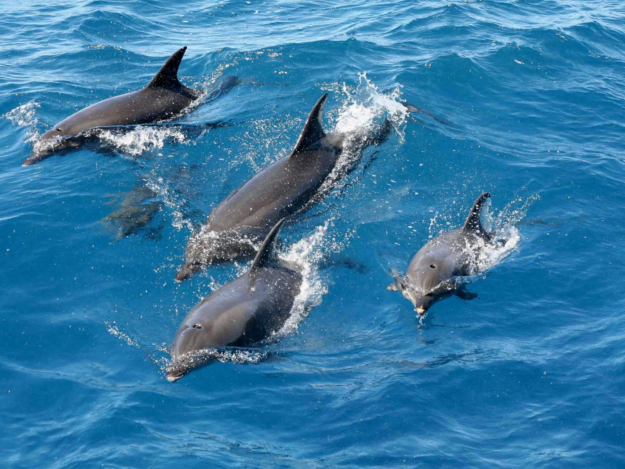 Gippsland Lakes Dolphins