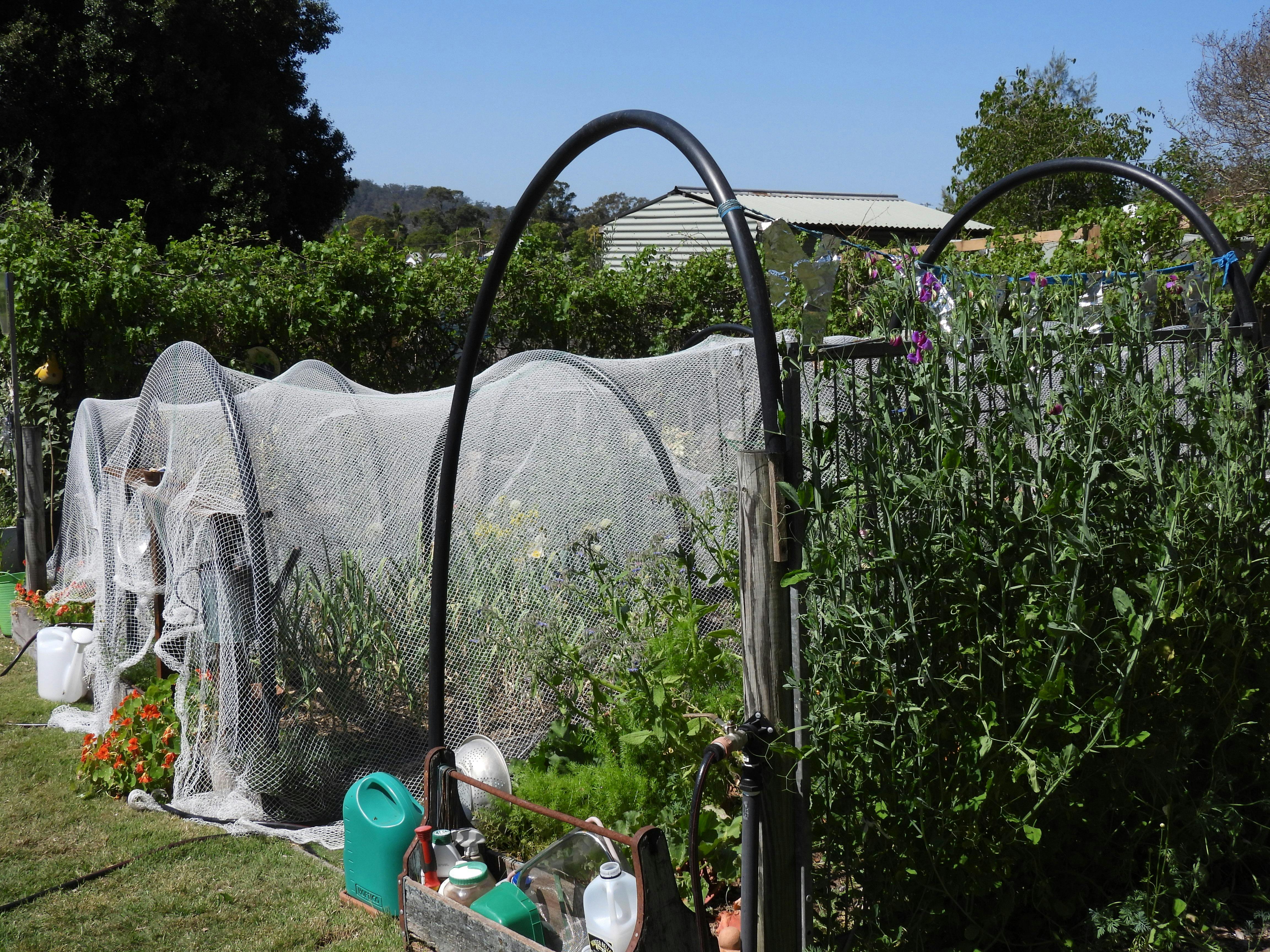 Growing food