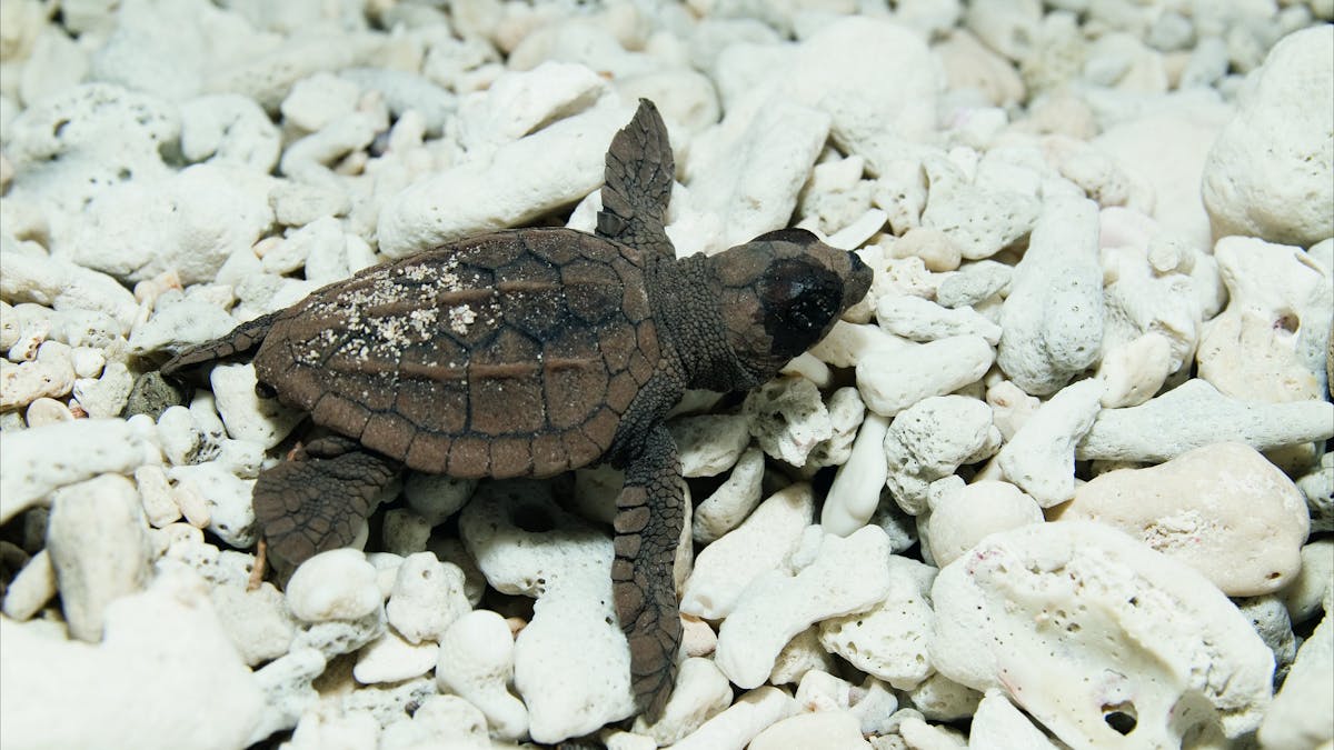 Turtles Hatching
