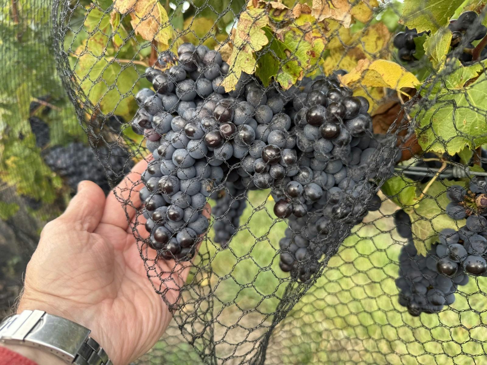 Brinktop Vineyard Pinot Noir