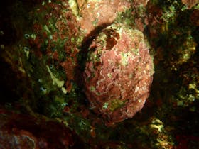 Blacklip Abalone in natural habitat