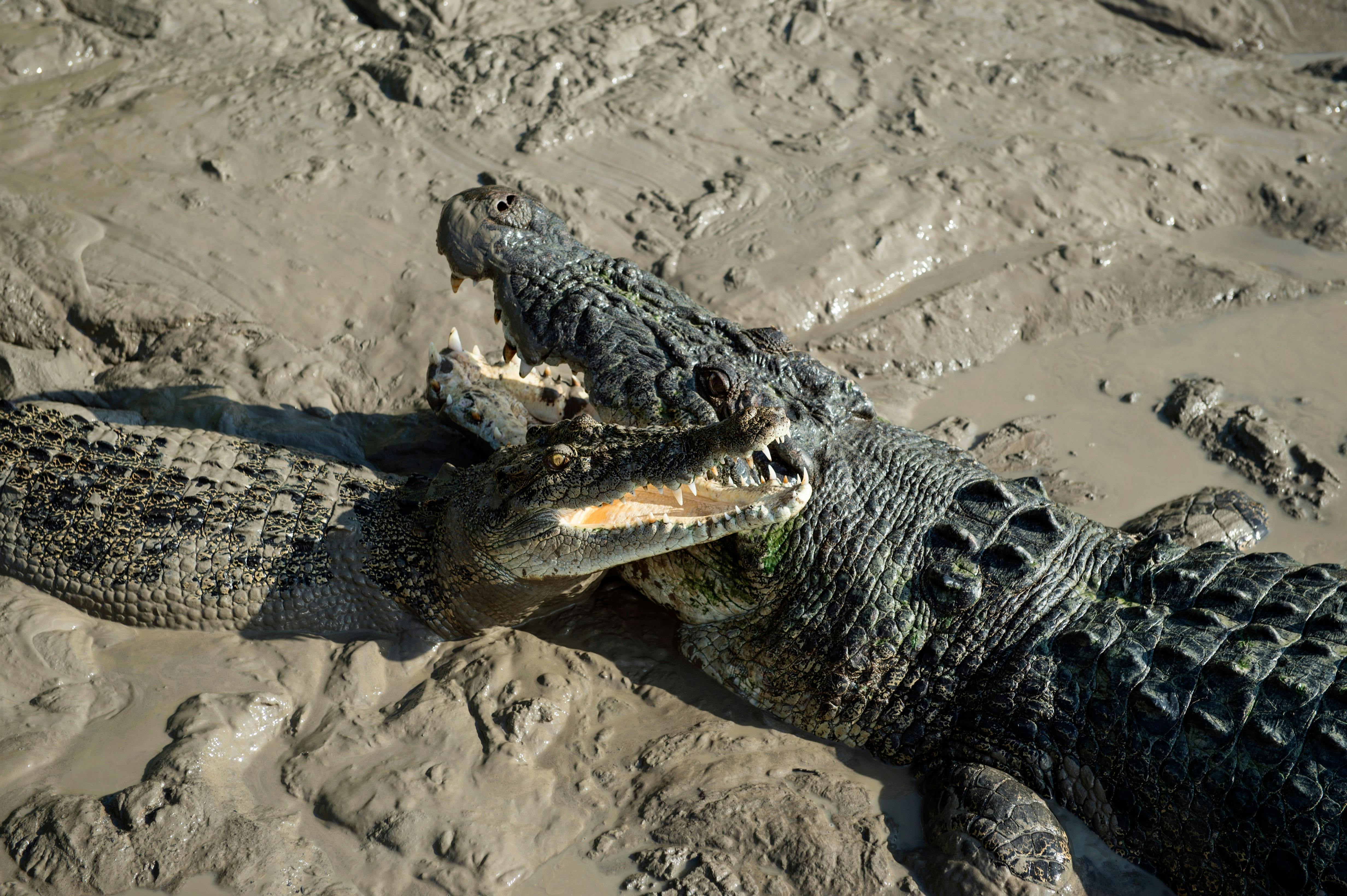 See Crocodiles up close in Adelaide River on your Kakadu Tour