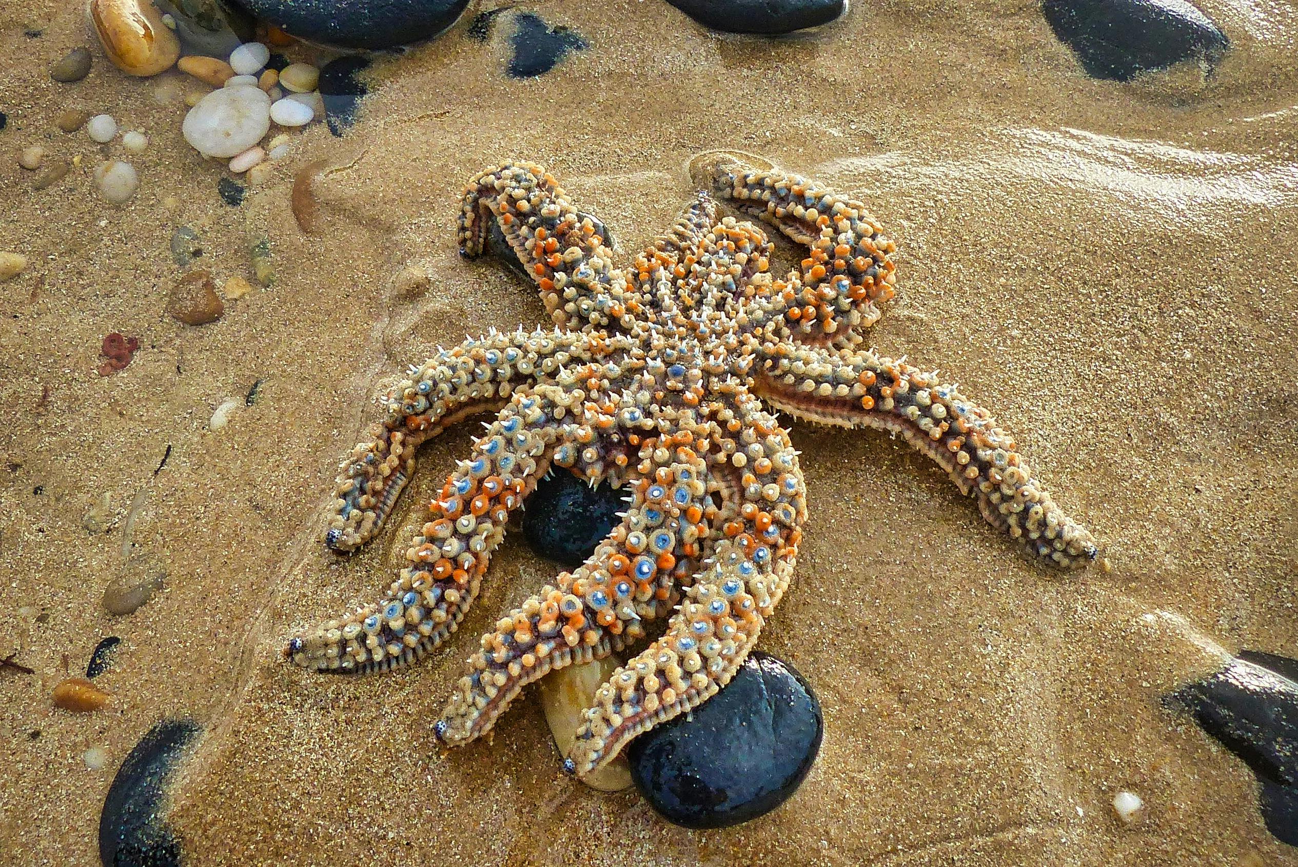 Eleven-armed Seastar