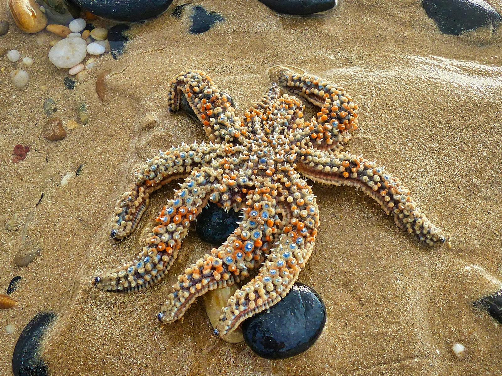 Eleven-armed Seastar