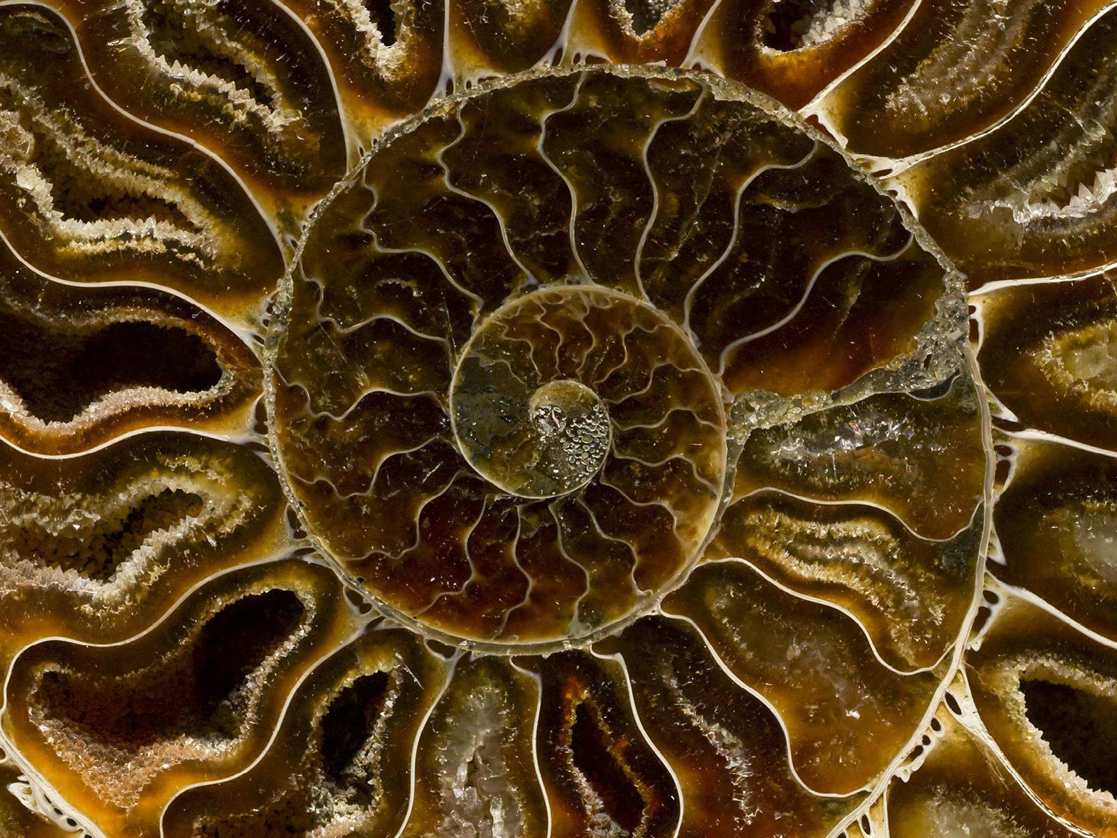 Cross section of amber colours ammonite fossil.