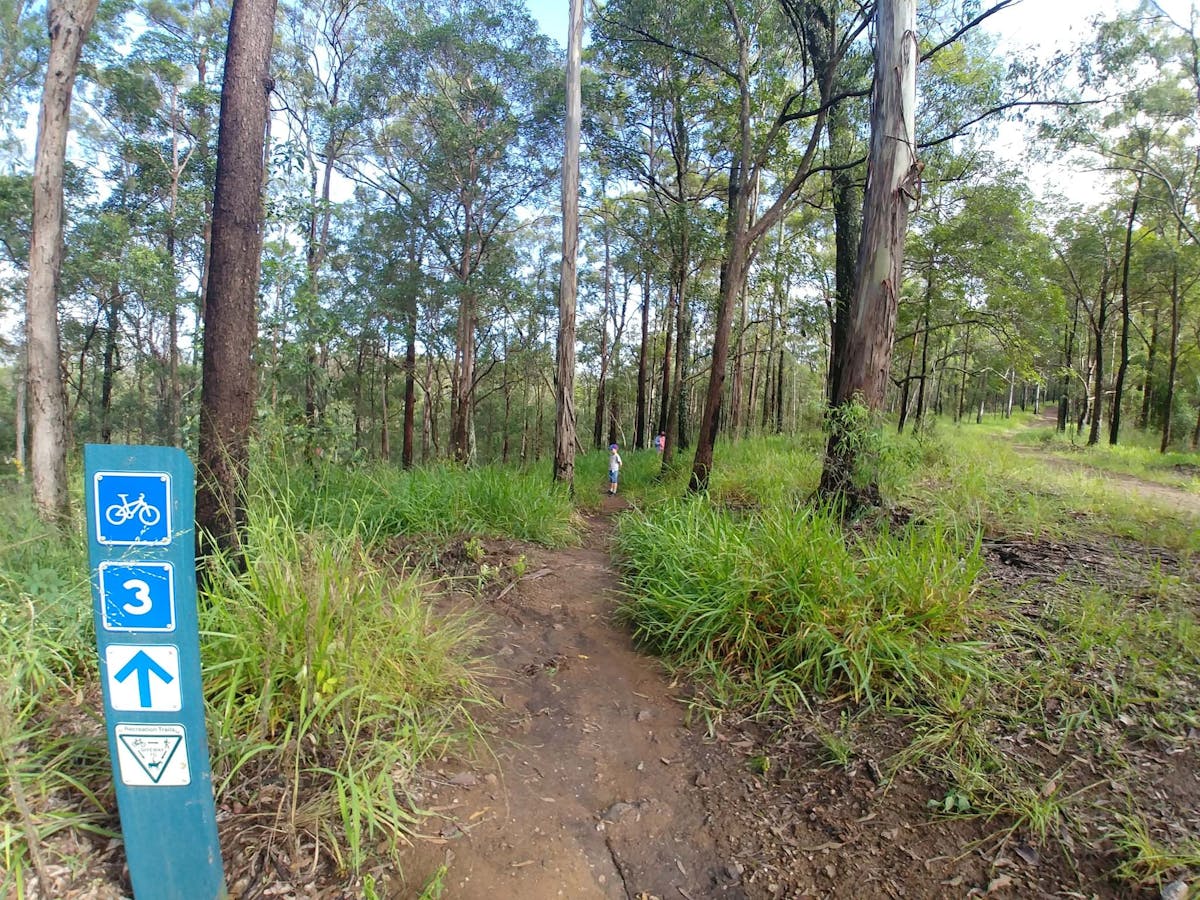 Visitors exploring amongst nature on one of the many tracks in the Samford Conservation Forest