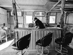 Join Harold at the bar