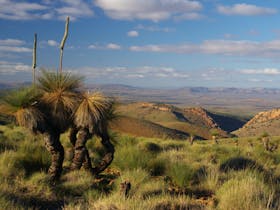 Grass Tree near Mt Arden
