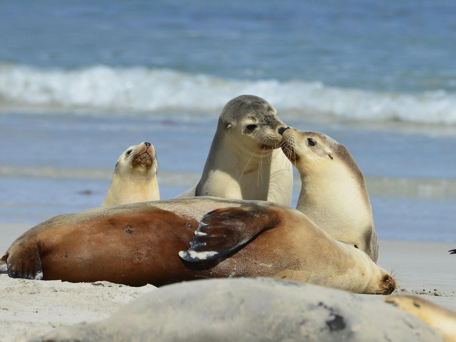 Image for 1 Day Snapshot of Kangaroo Island Tour - #bookthemout