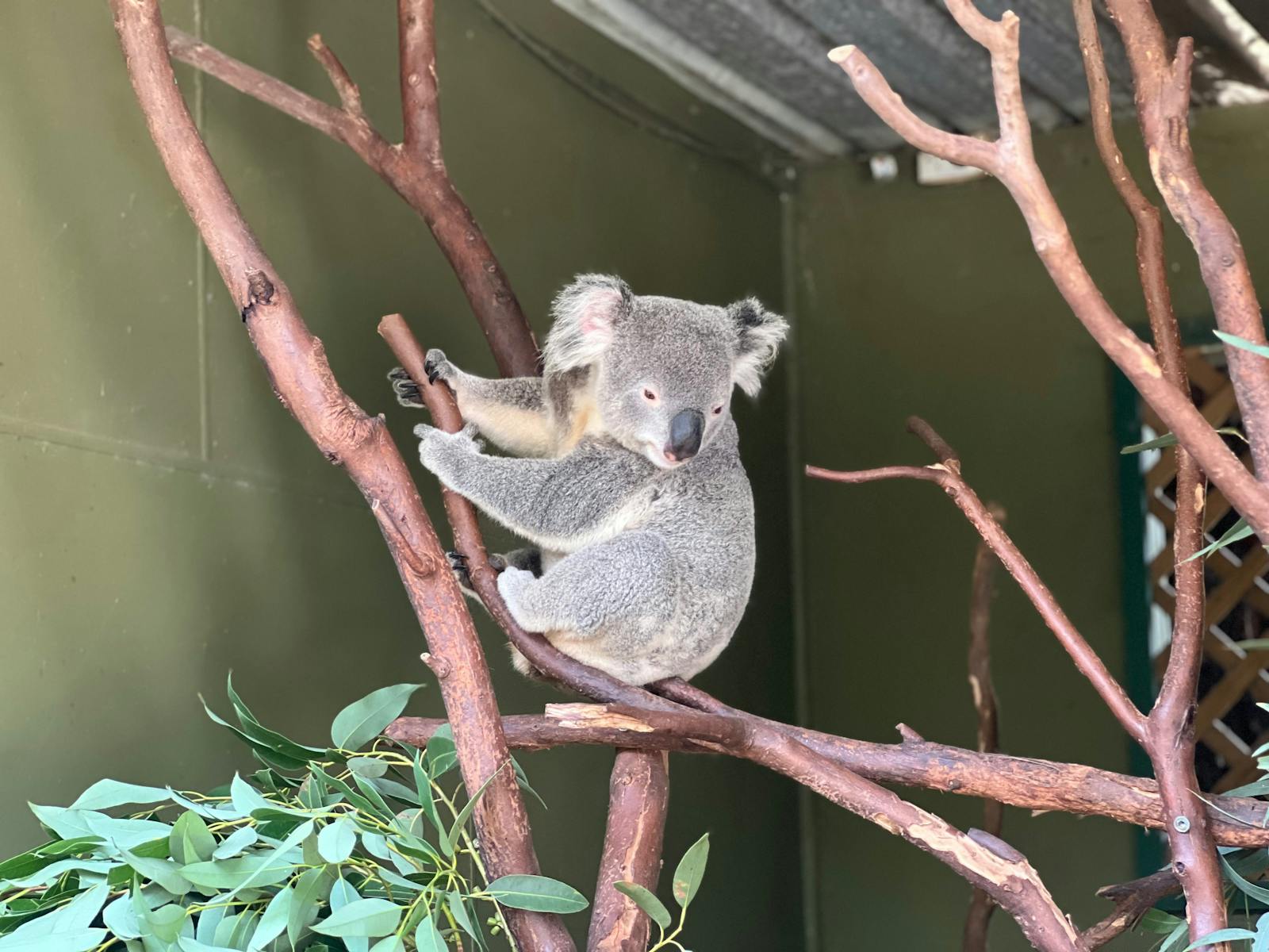 This fluffy koala shows off its adorable charm while relaxing on a branch in the wildlife sanctuary.