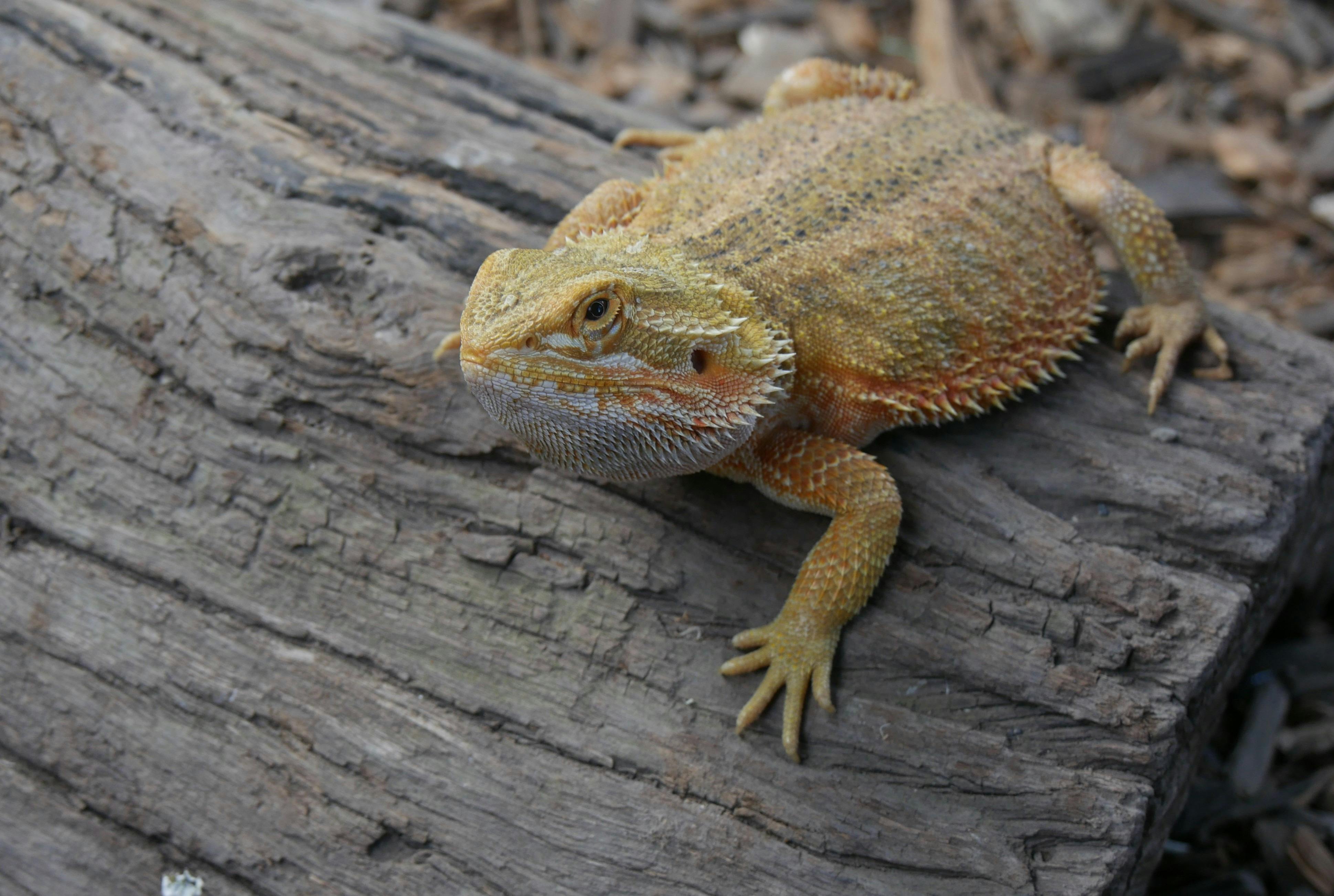 Daily Reptile Presentations
