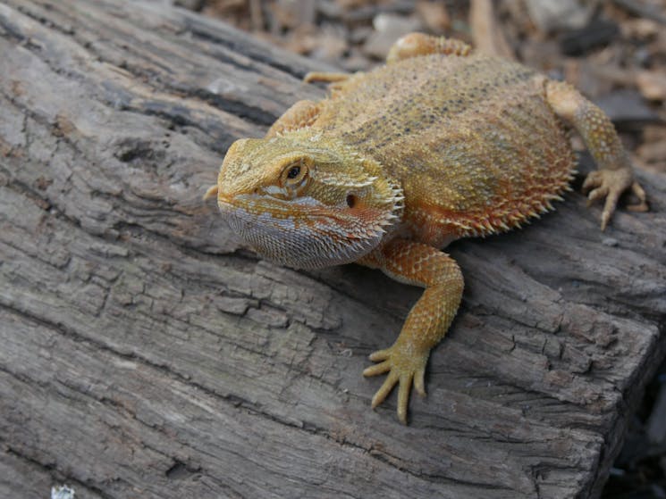 Daily Reptile Presentations