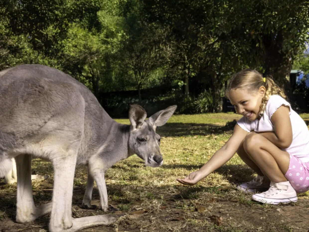 Go Wild at Oaks Sunshine Coast Oasis Resort!