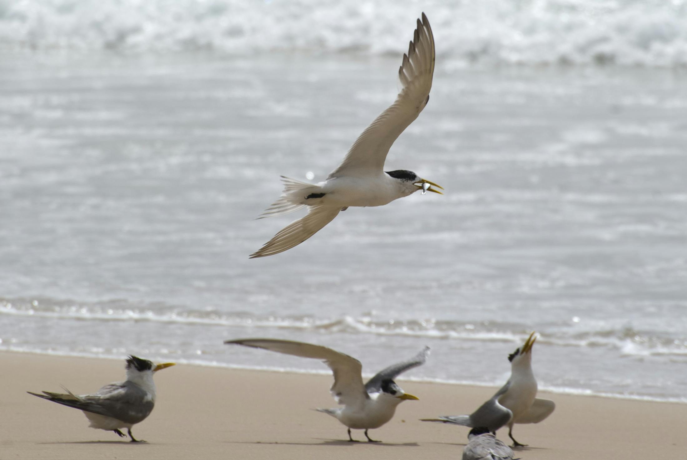 부리에 물고기를 물고 있는 제비갈매기