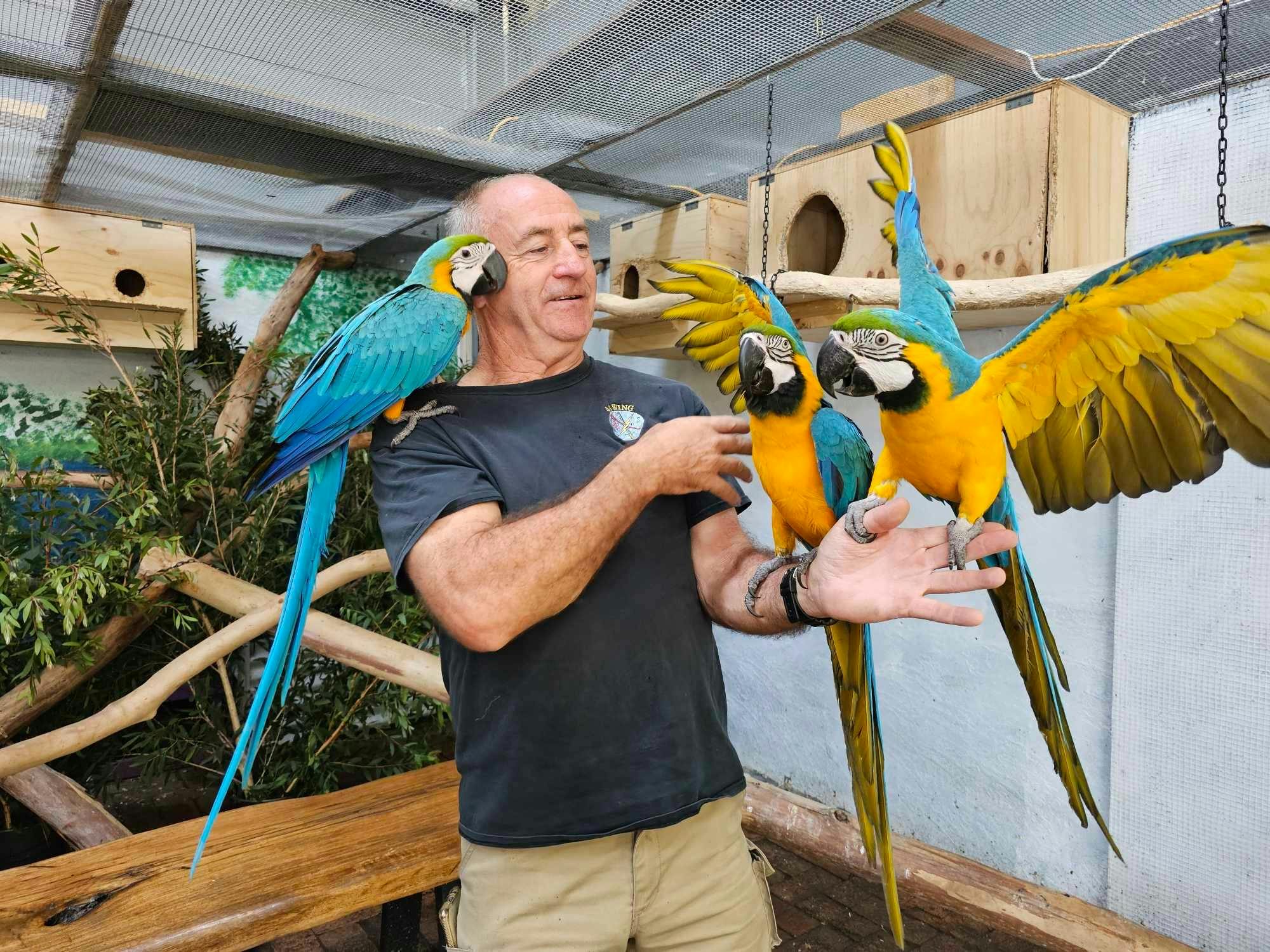Meet our friendly Macaws