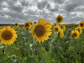 Sunflowers tour, Dunnstown