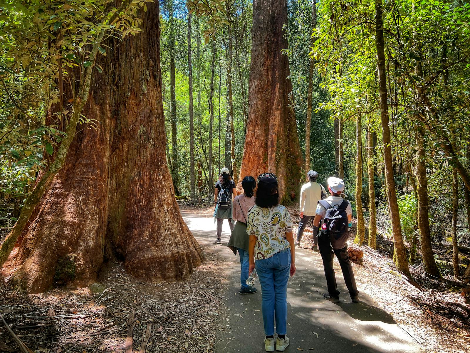 tourists walking tall trees track track