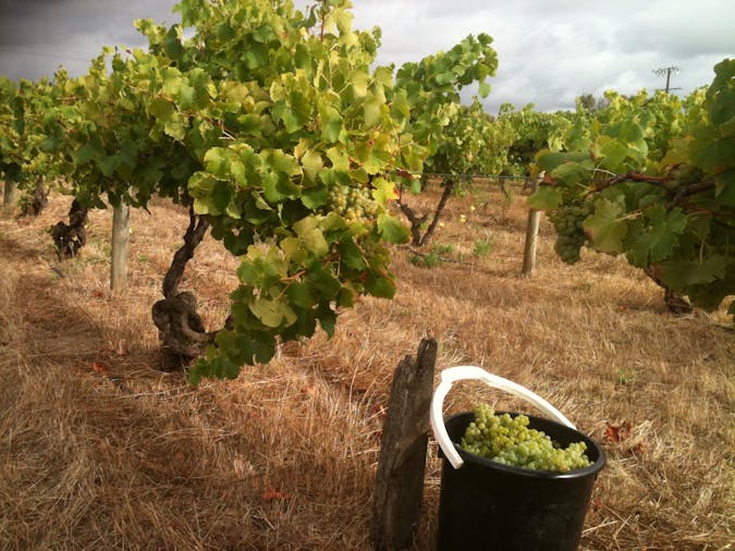 Smallfry wines cellar door