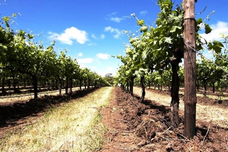McLaren Vale Beaches Full Day Tour