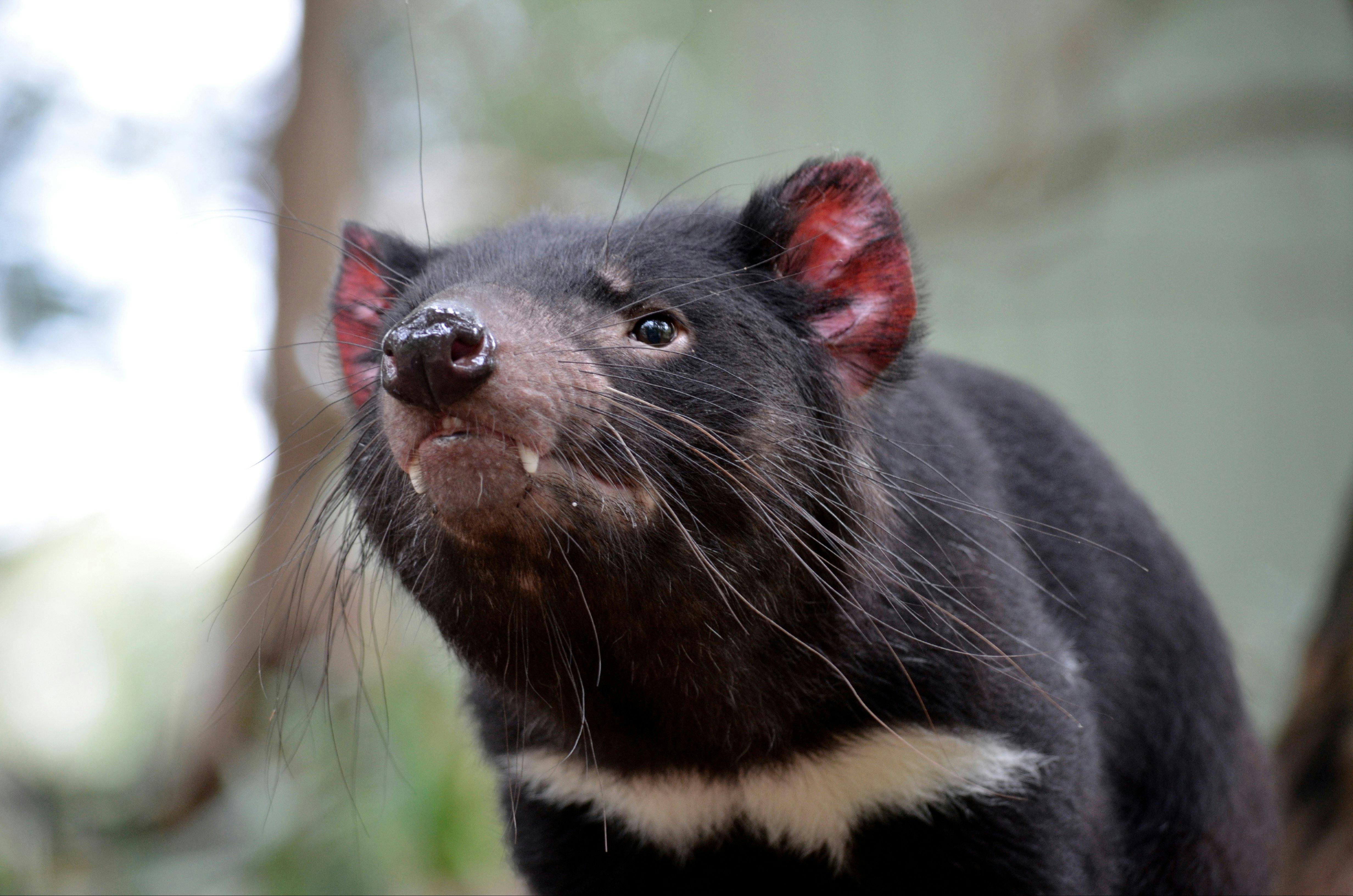 Tasmanian Devil Maria Island National Park