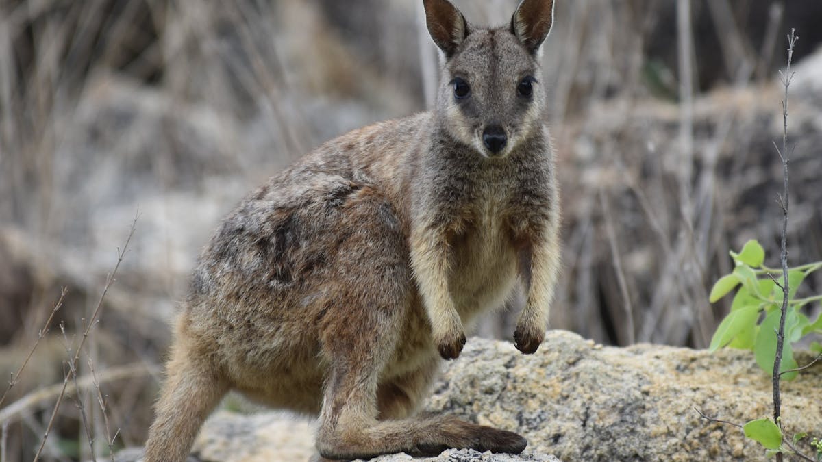 One of our 60 plus colony of rock wallabies