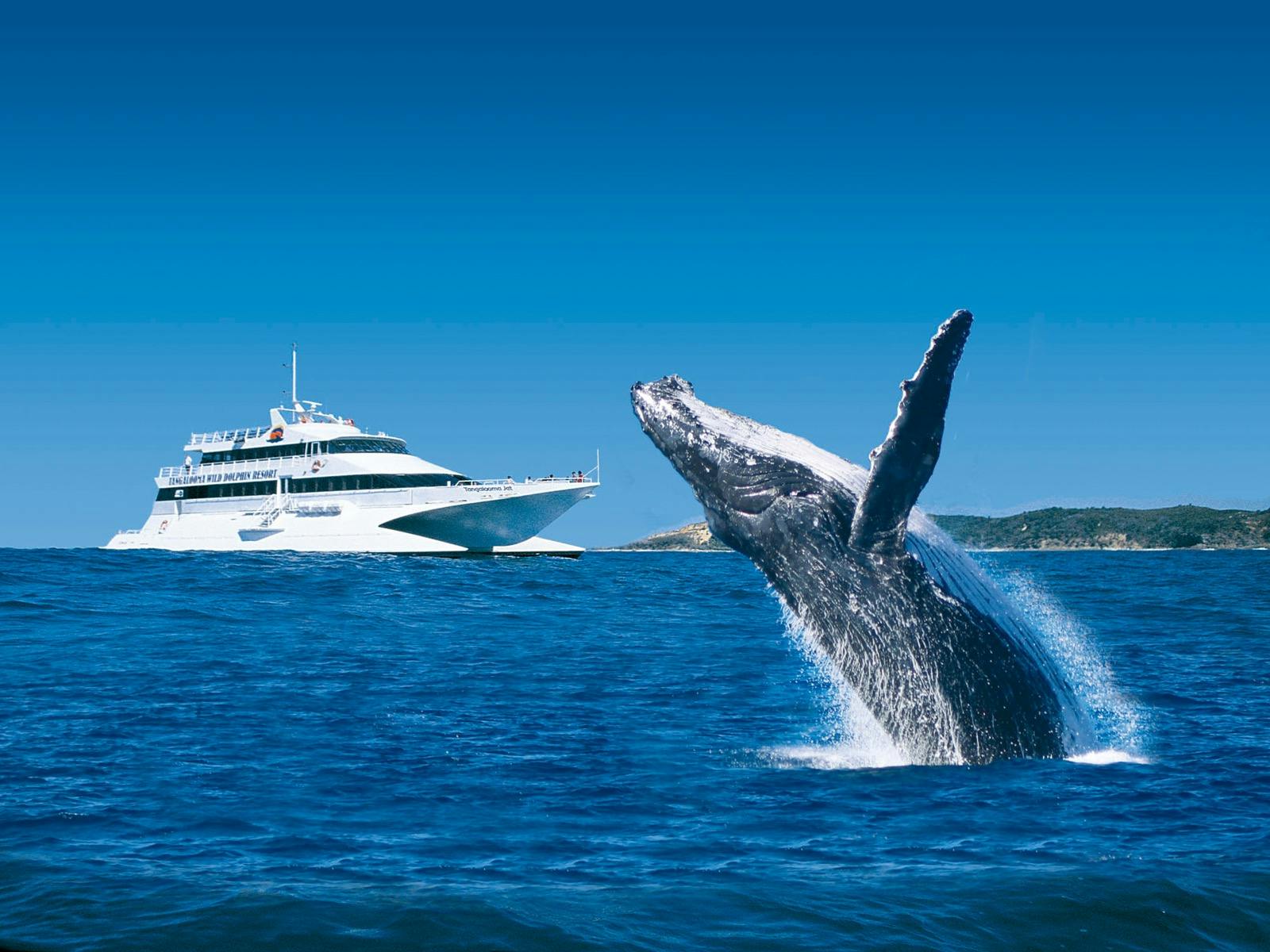 Whale Watching Cruise