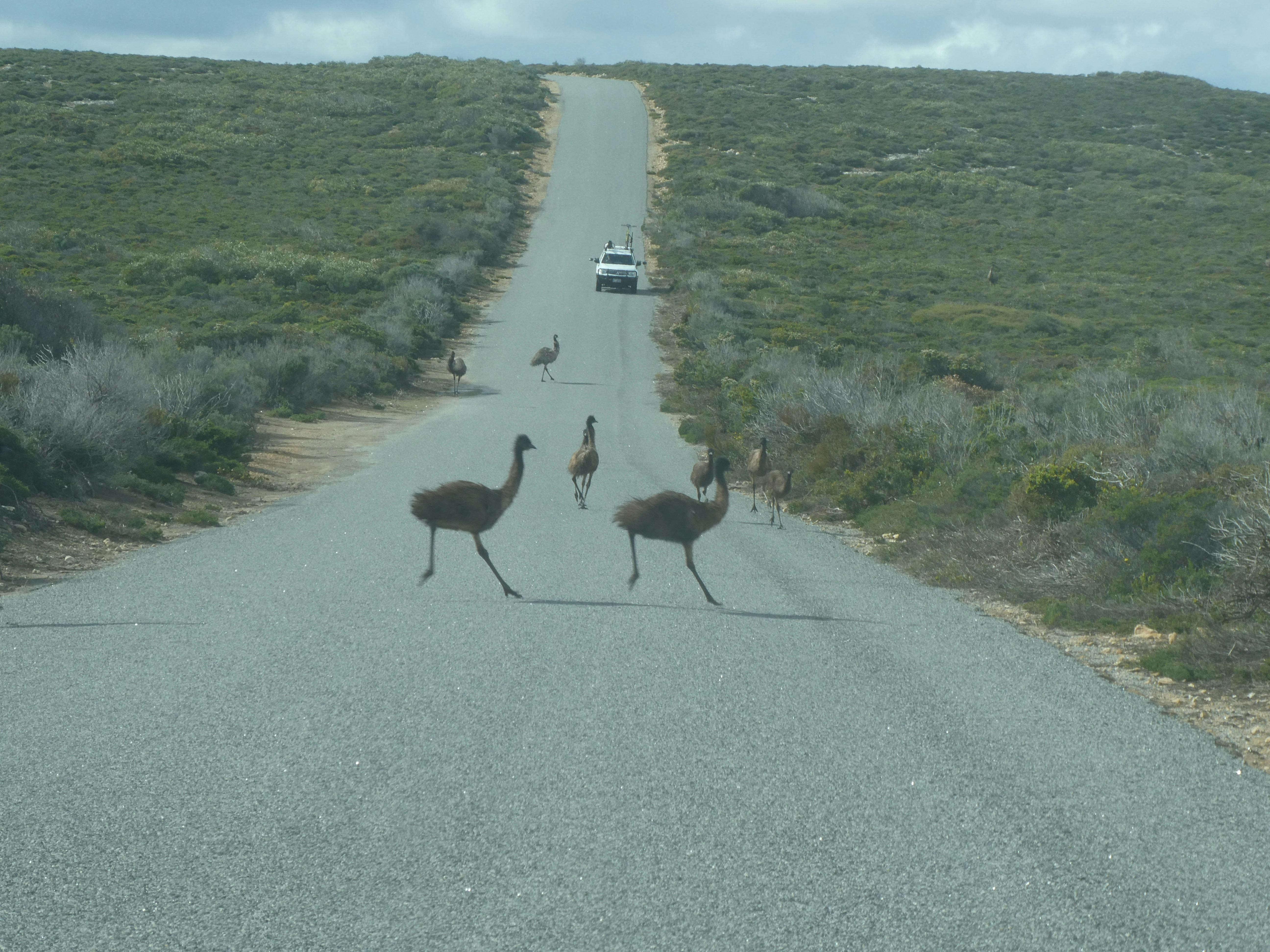 Eyre Peninsula, South Australia
