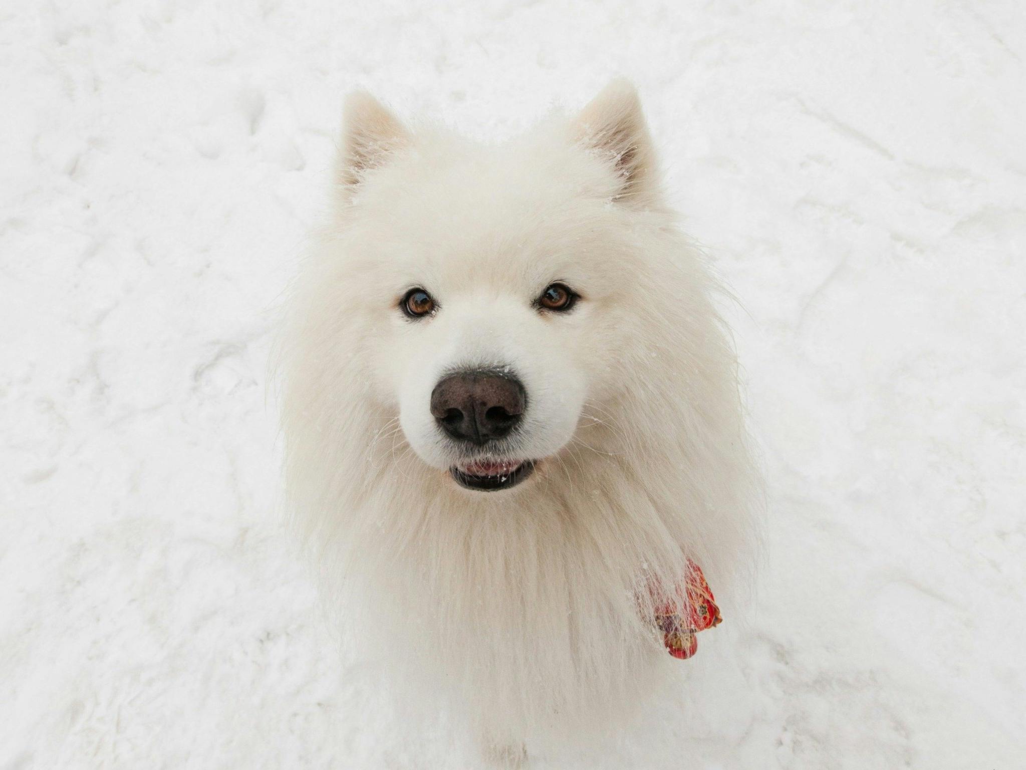 Snow Dogs Photography and Retreats