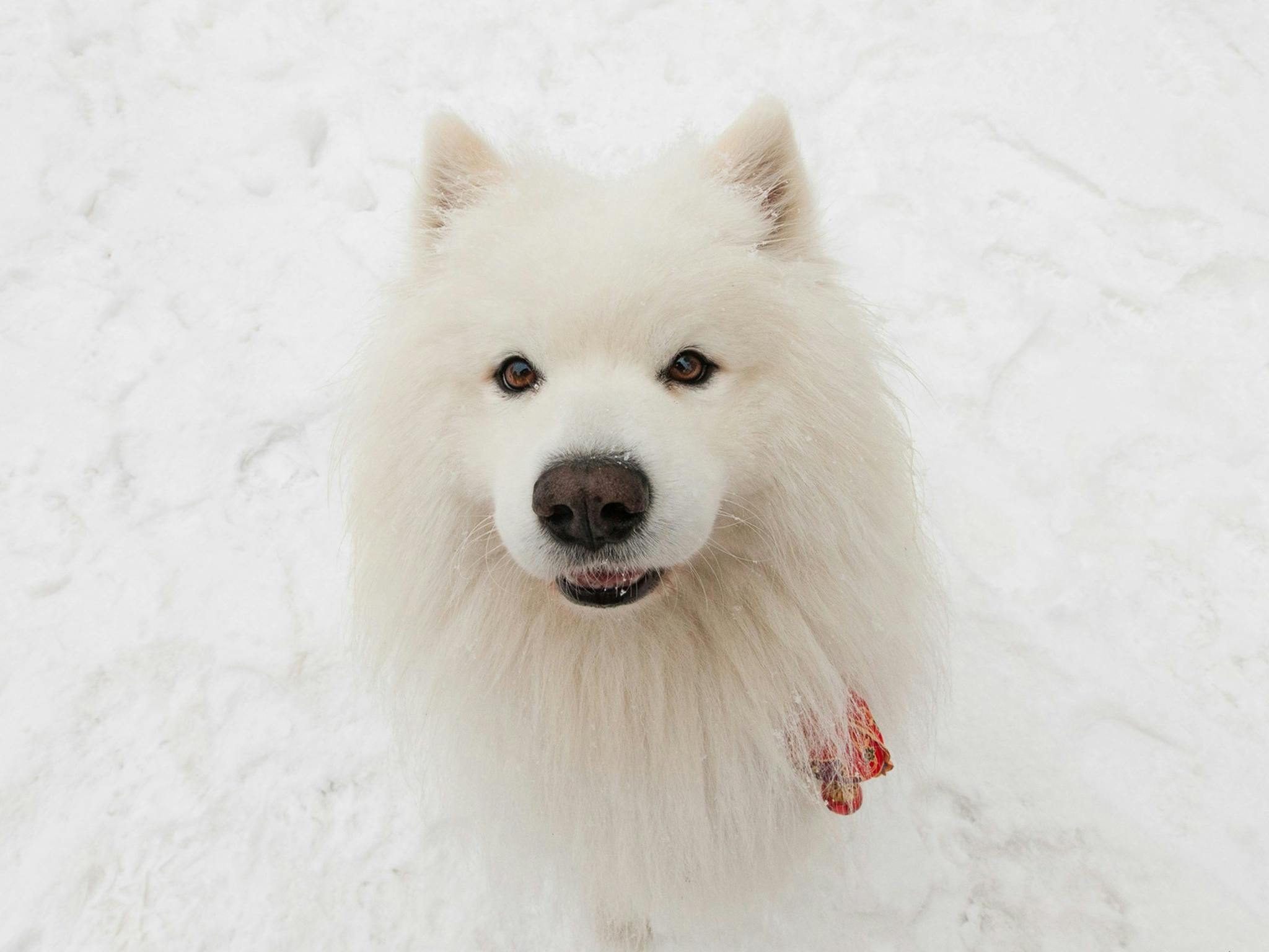 Snow Dogs Photography and Retreats
