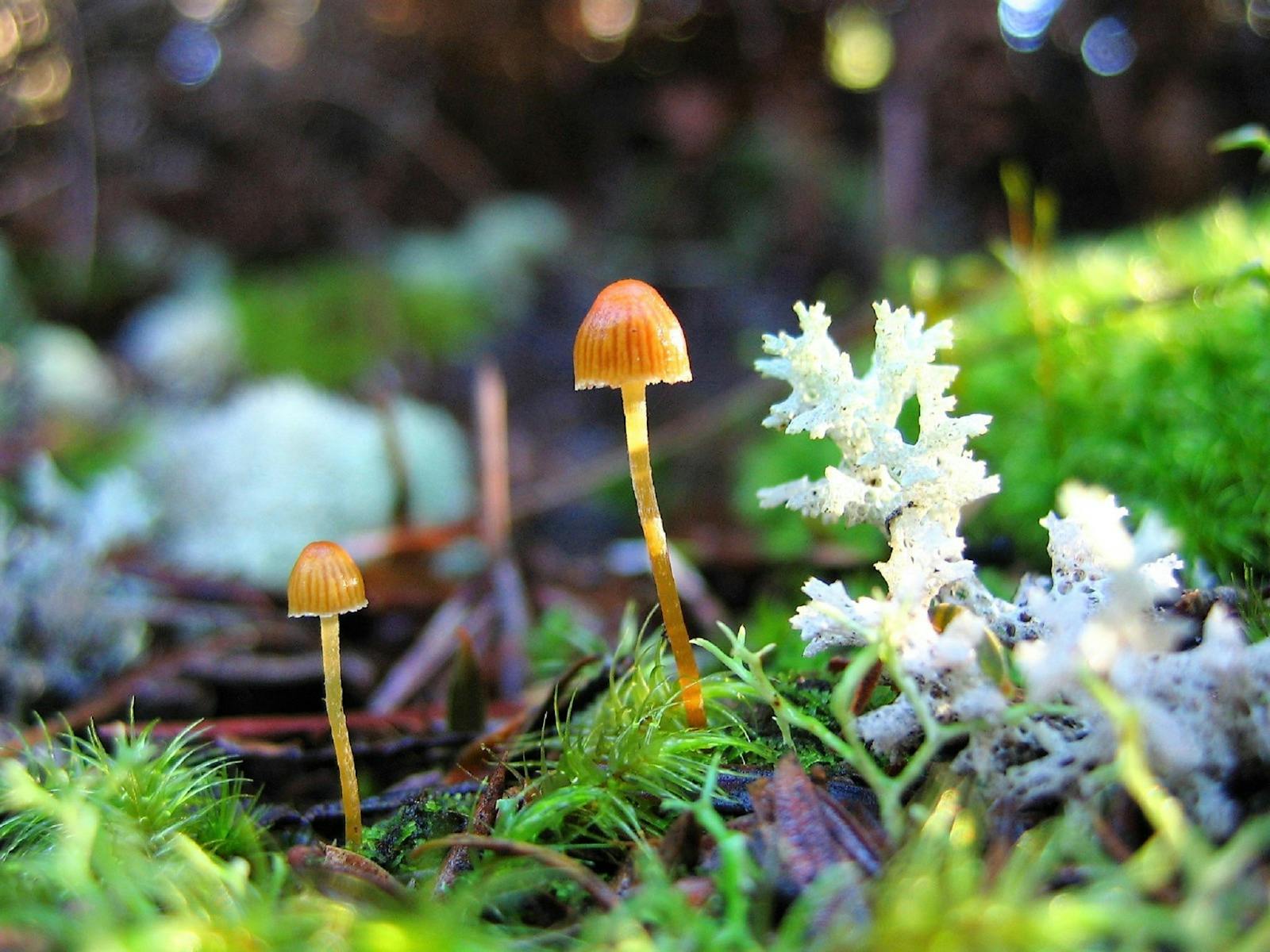 Fungi fairy garden Pegarah Private Nature Reserve King Island