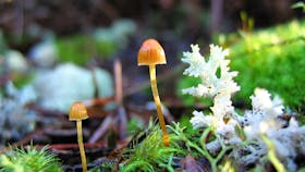 Fungi fairy garden Pegarah Private Nature Reserve King Island