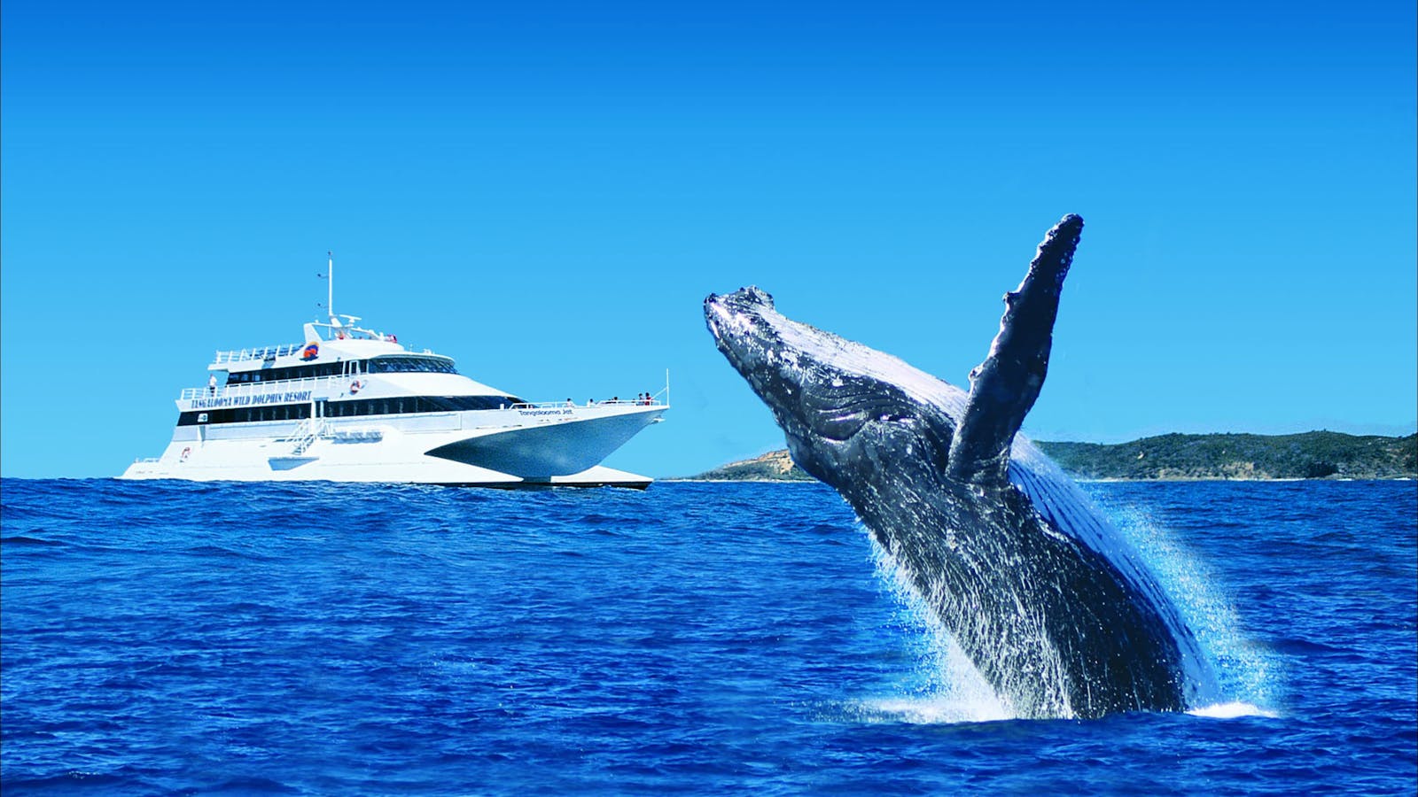 Tangalooma Island Resort Day Cruises