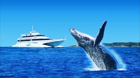 Tangalooma Whale Watching