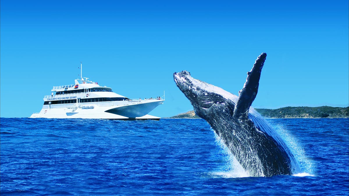 Tangalooma Whale Watching