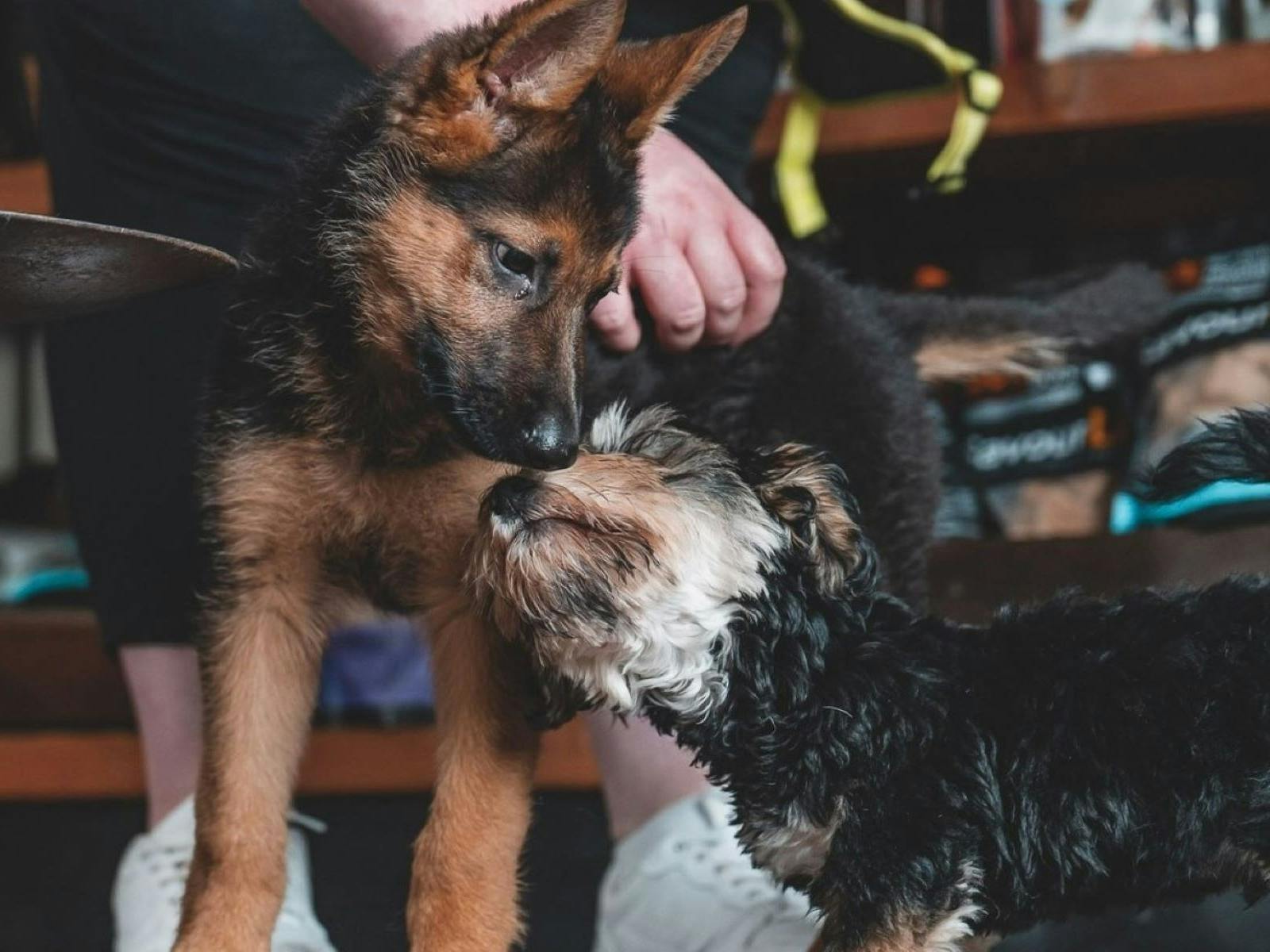Sandys Grooming Tails K9 Cafe