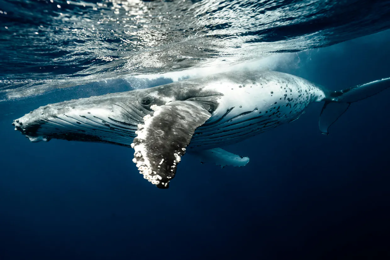 Whale Night Fundraiser