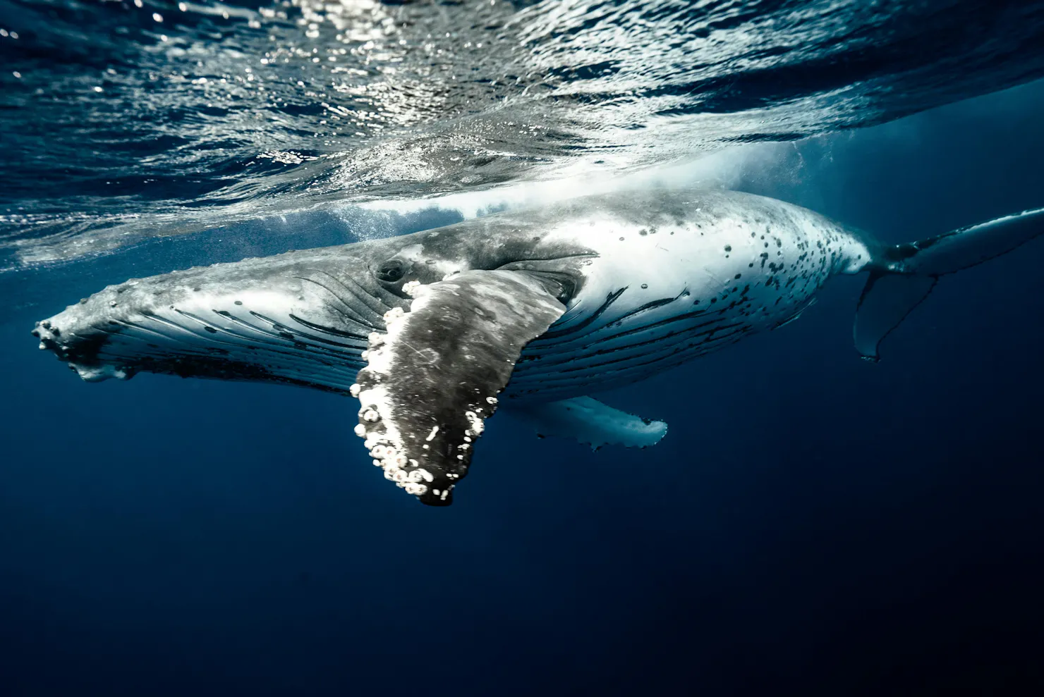 Whale Night Australia