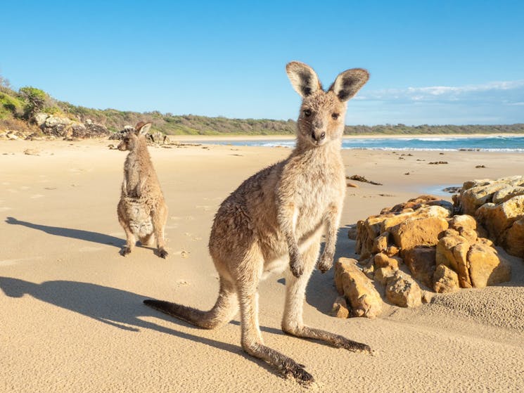 Diamond Head Beach Kangaroo