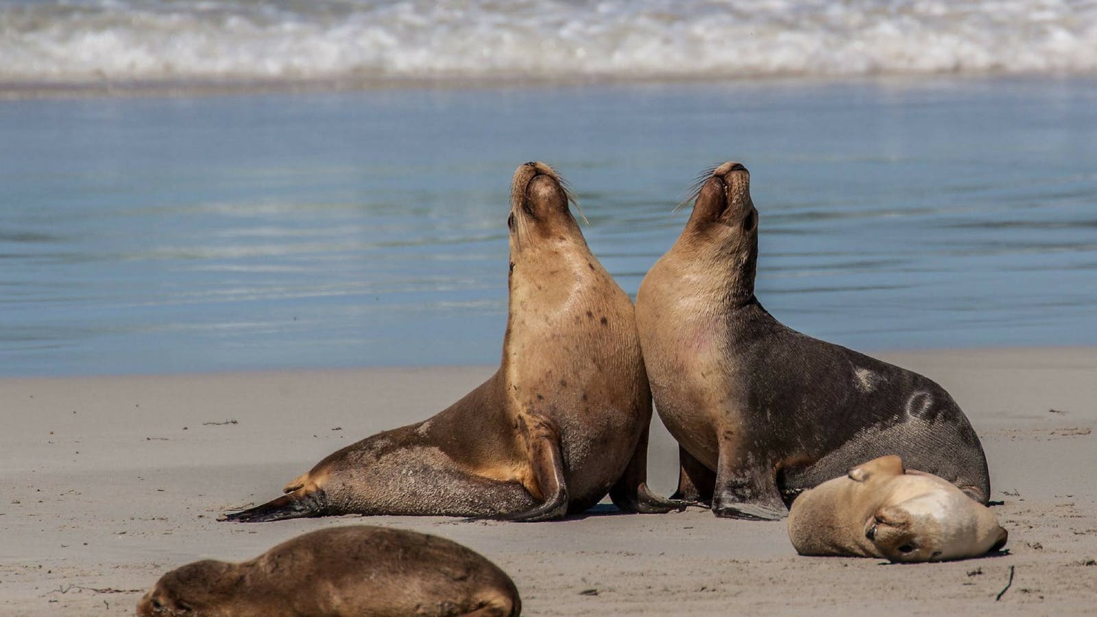 Seal Bay