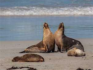 Seal Bay - Seal Bay, Attraction | South Australia