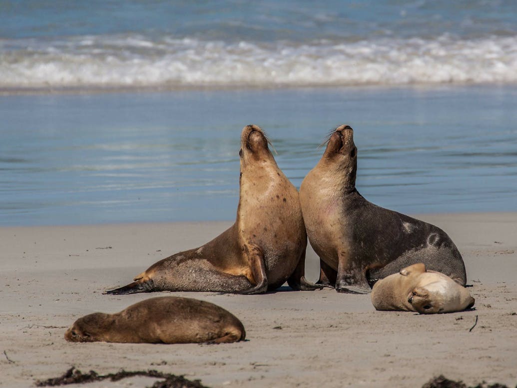 Seal Bay • Kangaroo Island, South Australia