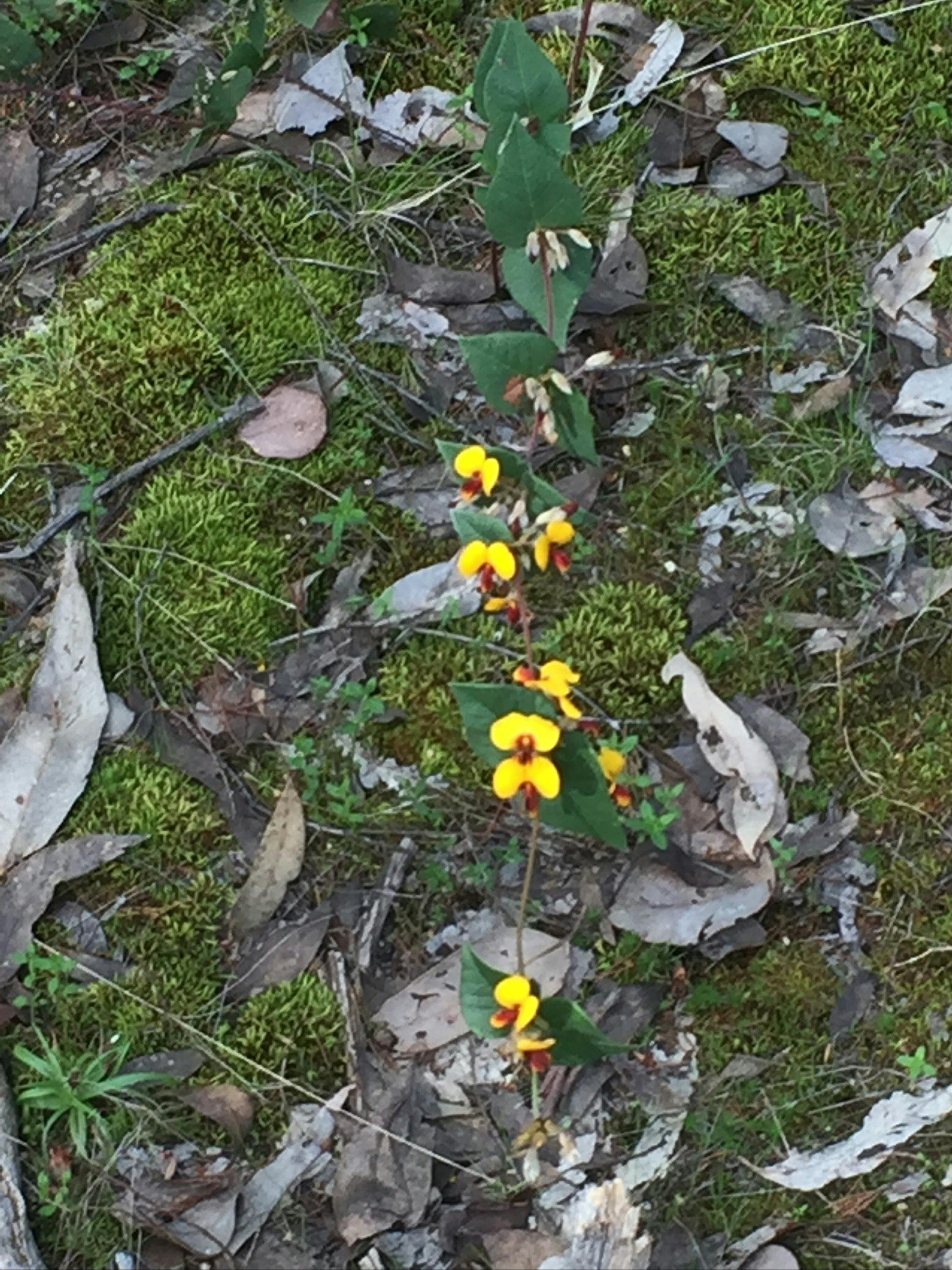 Yellow and red orchids, dried leaves, ground cover, Warby Ovens National Park